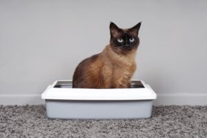Какой выбрать комкующийся наполнитель для кошачьего туалета?