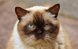 Как менять древесный наполнитель для кошачьего туалета? Полезные советы