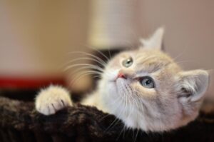 Рейтинг комкующихся кошачих наполнителей. Обзор